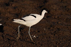 David Plant Photography - Wildlife Photography - Avocet - M